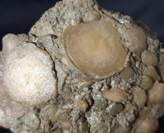 Nummulites exponens SOWERBY 1840 & ?Assilina sp. ORBIGNY 1829 - Bild © FossNet FossilienStore